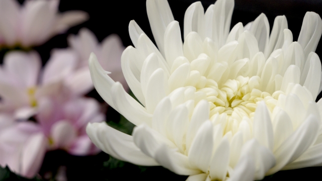 仏壇の花を長持ちさせる方法と長持ちする花を紹介！